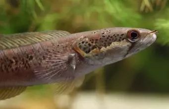 Afrikanischer Schlangenkopf